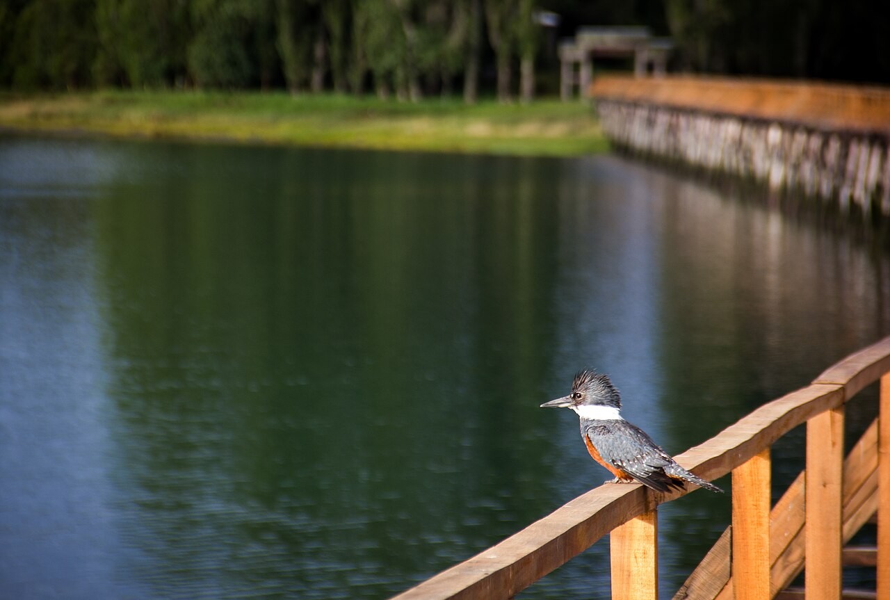Martín pescador en Chiloé