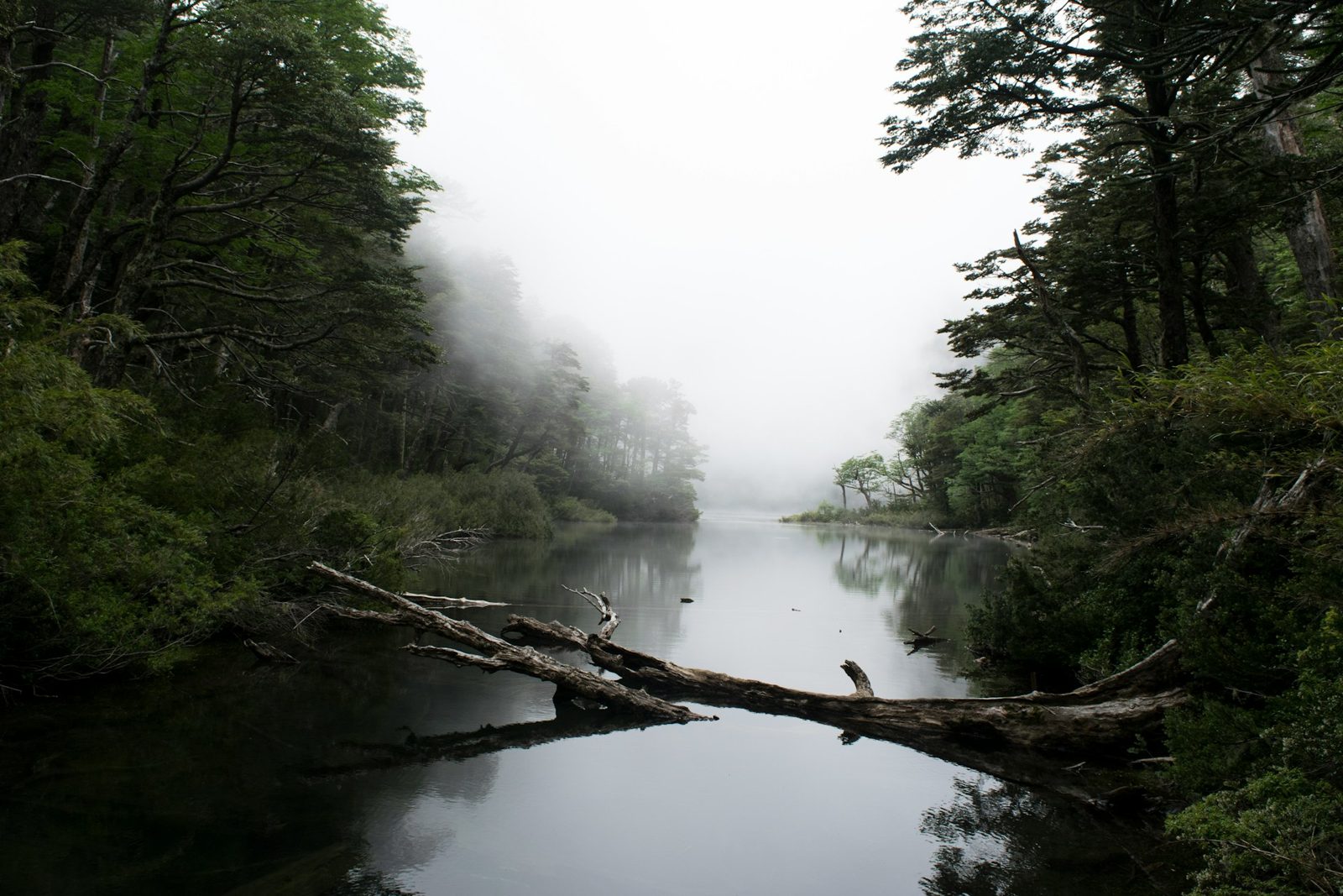 Foggy forest and a calm lake in the Chilean Andes